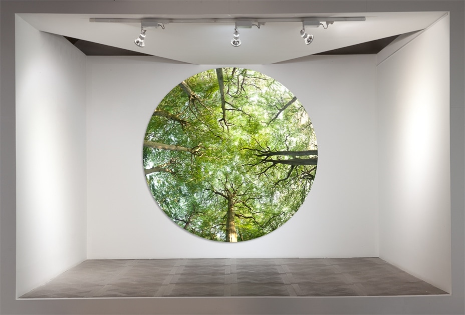 Summer Foliage (installed) © David Anthony Hall, image from 'Forest Form', a two man show with Paul Vanstone at Stone Theatre, SE1. Perspex Face Mounting by Genesis.
