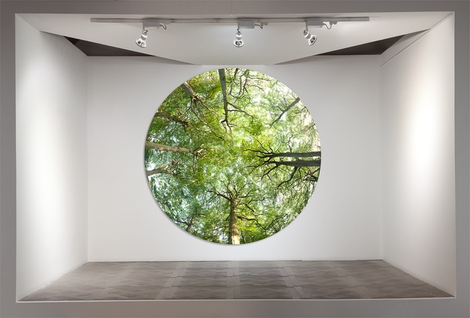 'Summer Foliage' by David Anthony Hall, image from 'Forest Form', a two man show with Paul Vanstone at Stone Theatre, SE1. Perspex Face Mounting by Genesis Framing.