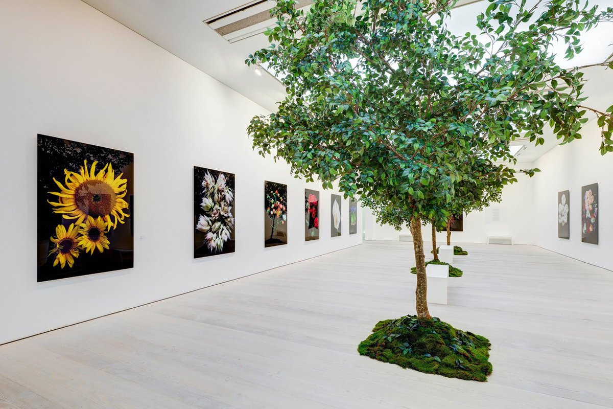 Sarah Mancini: 'Flowers' at Saatchi Gallery