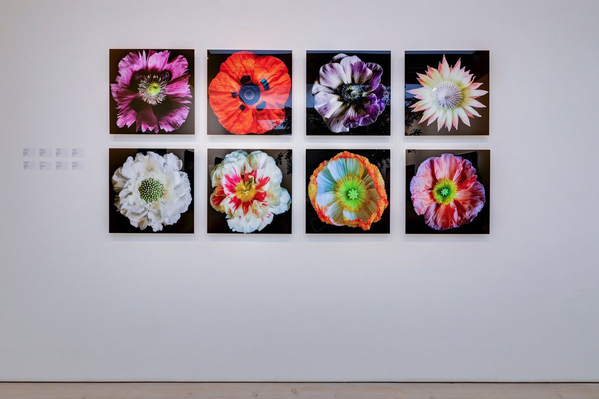 Sarah Mancini: 'Flowers' at Saatchi Gallery